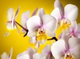 Результат пошуку зображень за запитом "квіти орхідея"