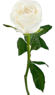 троянда біла.png