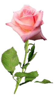 троянда рожева.png