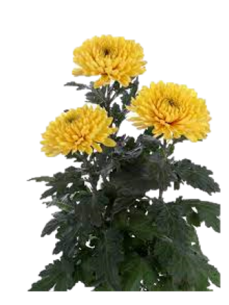 хризантема жовта.png
