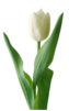 білий тюльпан.png