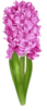 Гіацинт рожевий.png