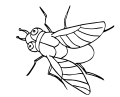Результат пошуку зображень за запитом "картинка для детей раскраска муха"