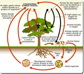 Process Of Photosynthesis For Kids Diagram