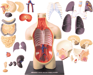 Анатомія, яка захоплює: 16 вражаючих гіфок про тіло людини — Журнал «На  Урок»