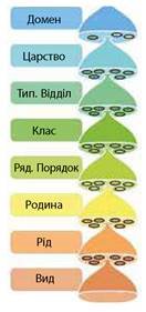 https://history.vn.ua/pidruchniki/sobol-biology-9-class-2017-ua/sobol-biology-9-class-2017-ua.files/image310.jpg