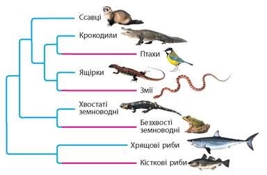 https://history.vn.ua/pidruchniki/zadorozhnij-biology-9-class-2017-ua/zadorozhnij-biology-9-class-2017-ua.files/image293.jpg