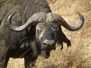 http://dic.academic.ru/pictures/wiki/files/65/African_Buffalo_Syncerus_caffer_in_Tanzania_3604_Nevit.jpg