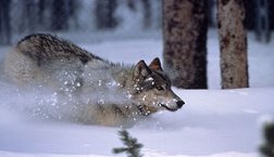 http://upload.wikimedia.org/wikipedia/commons/thumb/2/26/WolfRunningInSnow.jpg/300px-WolfRunningInSnow.jpg