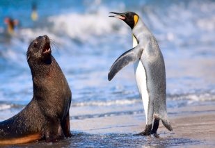 C:\Users\Home\AppData\Local\Microsoft\Windows\INetCacheContent.Word\Animals_Kerguelen_fur_seals_and_king_penguins_094721_.jpg