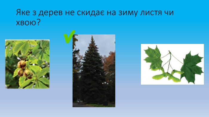 Яке з дерев не скидає на зиму листя чи хвою?