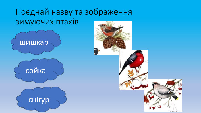 Поєднай назву та зображення зимуючих птахівшишкарсойкаснігур