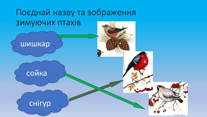 Поєднай назву та зображення зимуючих птахівшишкарсойкаснігур