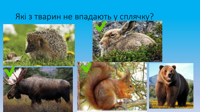Які з тварин не впадають у сплячку?
