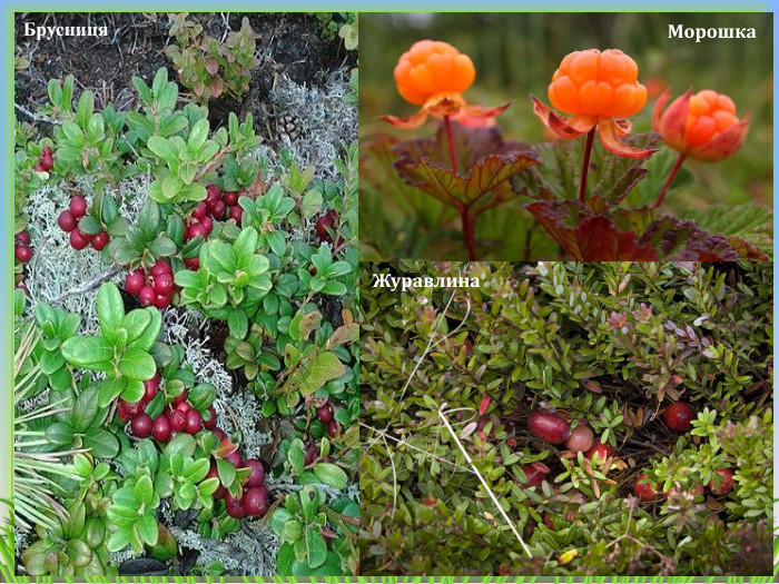 Брусниця. Журавлина. Морошка