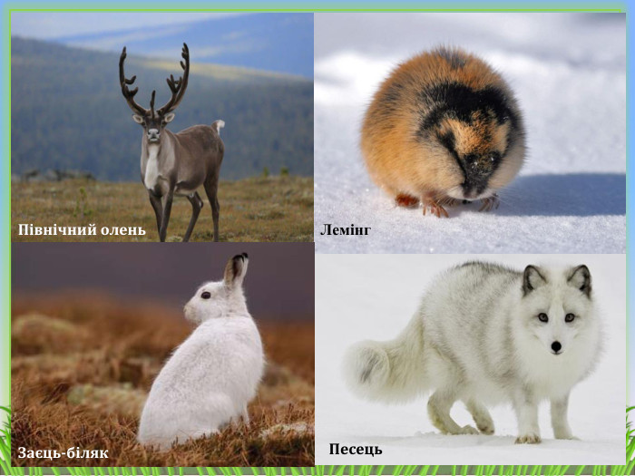 Песець. Північний олень. Лемінг. Заєць-біляк