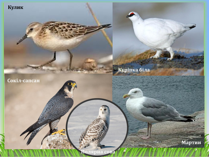 Кулик. Куріпка біла. Мартин. Сокіл-сапсан. Полярна сова