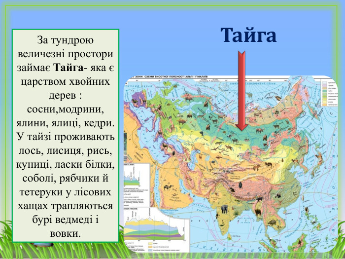 Тайга. За тундрою величезні простори займає Тайга- яка є царством хвойних дерев : сосни,модрини, ялини, ялиці, кедри. У тайзі проживають лось, лисиця, рись, куниці, ласки білки, соболі, рябчики й тетеруки у лісових хащах трапляються бурі ведмеді і вовки. 