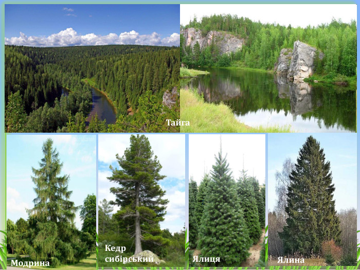 Кедр сибірський. Ялина. Тайга. Модрина. Ялиця