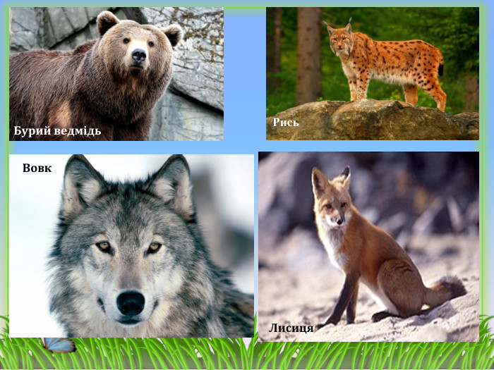 Лисиця. Рись. Бурий ведмідь Вовк