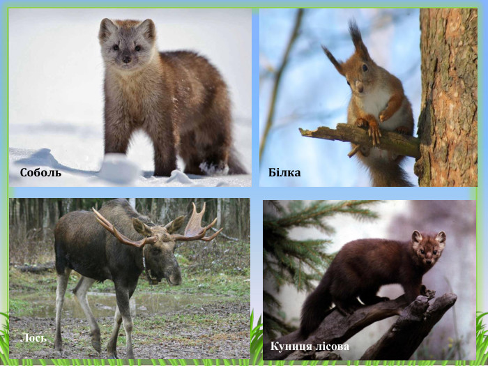 Білка Соболь. Лось. Куниця лісова