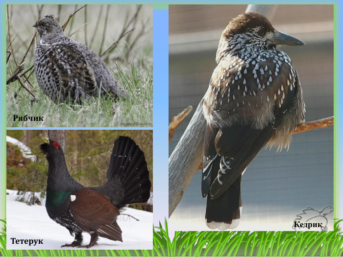 Рябчик. Тетерук Кедрик
