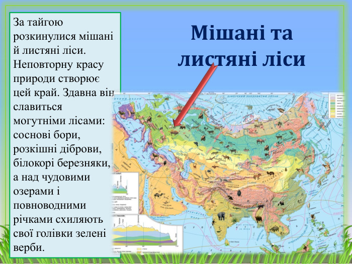 Мішані та листяні ліси. За тайгою розкинулися мішані й листяні ліси. Неповторну красу природи створює цей край. Здавна він славиться могутніми лісами: соснові бори, розкішні діброви, білокорі березняки, а над чудовими озерами і повноводними річками схиляють свої голівки зелені верби. 