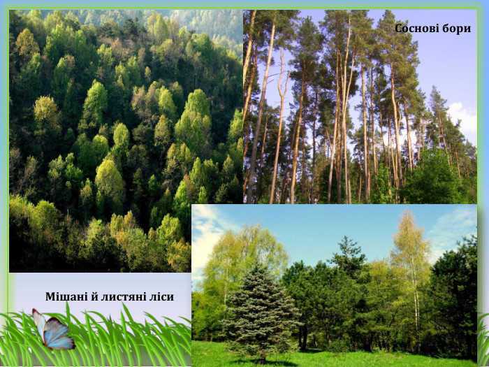 Мішані й листяні ліси. Соснові бори
