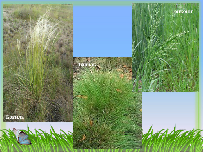 Типчак. Ковила Тонконіг