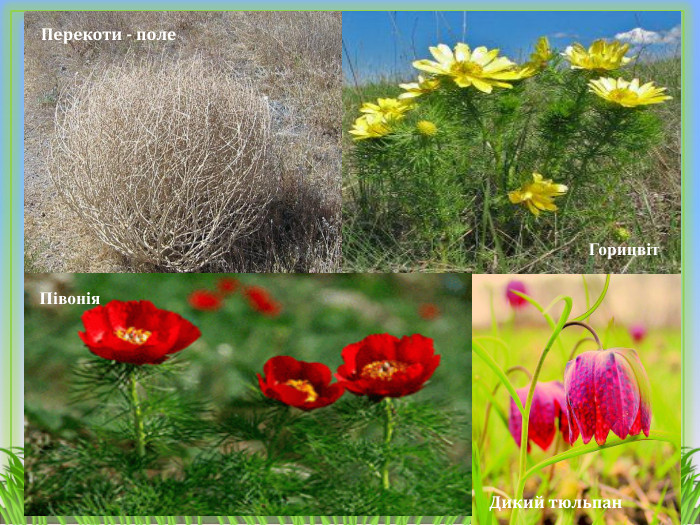 Перекоти - поле. Дикий тюльпан. Горицвіт. Півонія 