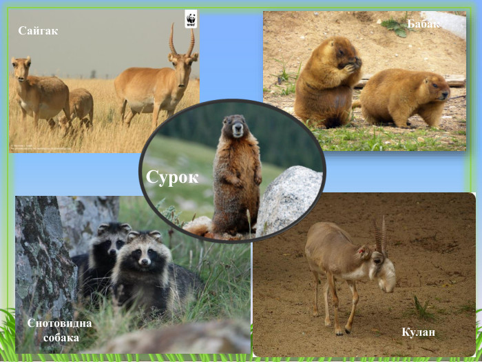 Єнотовидна собака. Кулан Сайгак Бабак. Сурок 