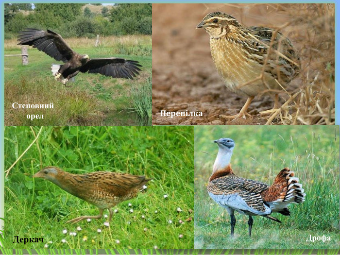Степовиий орел. Перепілка. Дрофа. Деркач