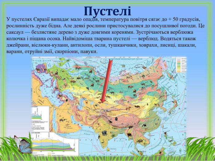ПустеліУ пустелях Євразії випадає мало опадів, температура повітря сягає до + 50 градусів, рослинність дуже бідна. Але деякі рослини пристосувалися до посушливої погоди. Це саксаул — безлистяне дерево з дуже довгими коренями. Зустрічаються верблюжа колючка і піщана осока. Найвідоміша тварина пустелі — верблюд. Водяться також джейрани, віслюки-кулани, антилопи, осли, тушканчики, ховрахи, лисиці, шакали, варани, отруйні змії, скорпіони, павуки. 