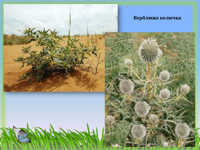 Верблюжа колючка