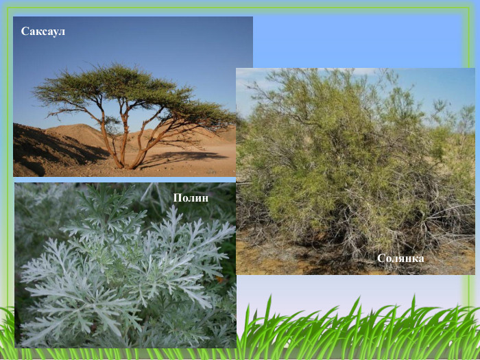 Саксаул. Полин. Солянка
