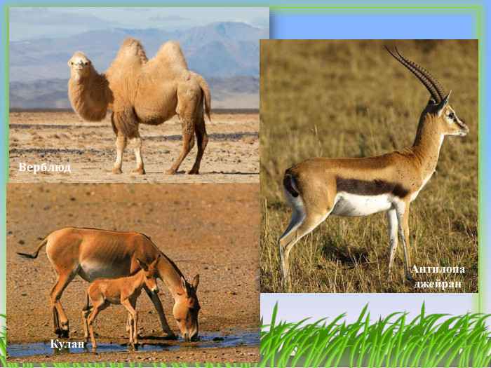 Верблюд. Антилопа джейран Кулан