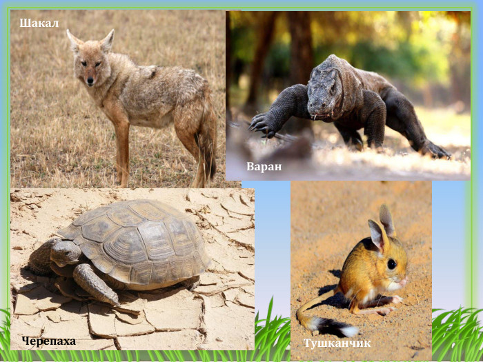 Шакал. Тушканчик. Варан. Черепаха