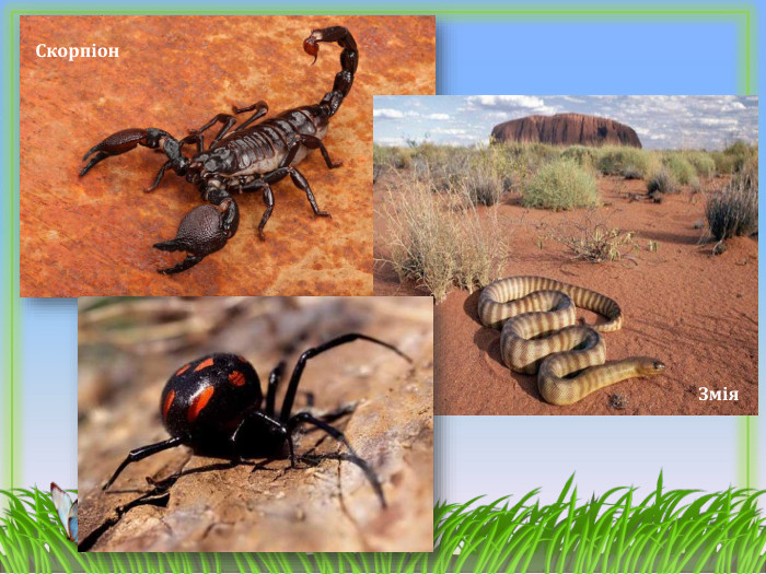 Скорпіон. Змія