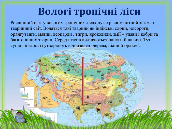 Вологі тропічні ліси. Рослинний світ у вологих тропічних лісах дуже різноманітний так як і тваринний світ. Водяться такі тварини як індійські слони, носороги, орангутанги, мавпи, леопарди , тигри, крокодили, змії – удави і кобри та багато інших тварин. Серед птахів виділяються папуги й павичі. Тут суцільні зарості утворюють вічнозелені дерева, ліани й орхідеї. 