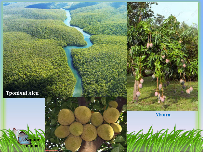 Тропічні ліси. Манго Хлібне дерево 