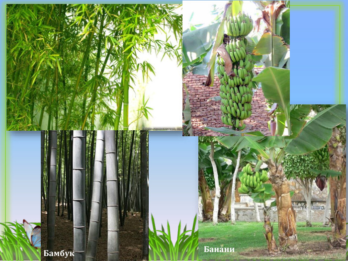 Бамбук. Банани