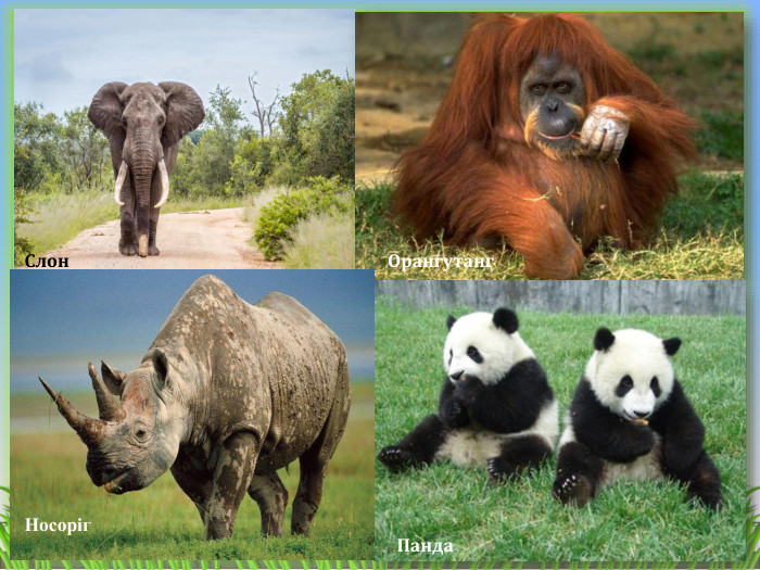 Слон. Орангутанг. Панда. Носоріг 