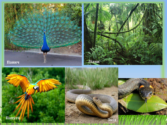 Папуга. Павич. Ліани. Змія