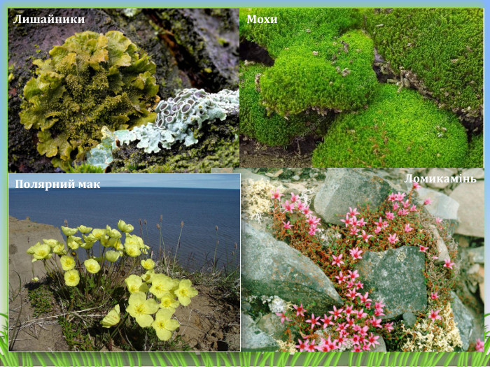 Лишайники. Мохи. Ломикамінь. Полярний мак