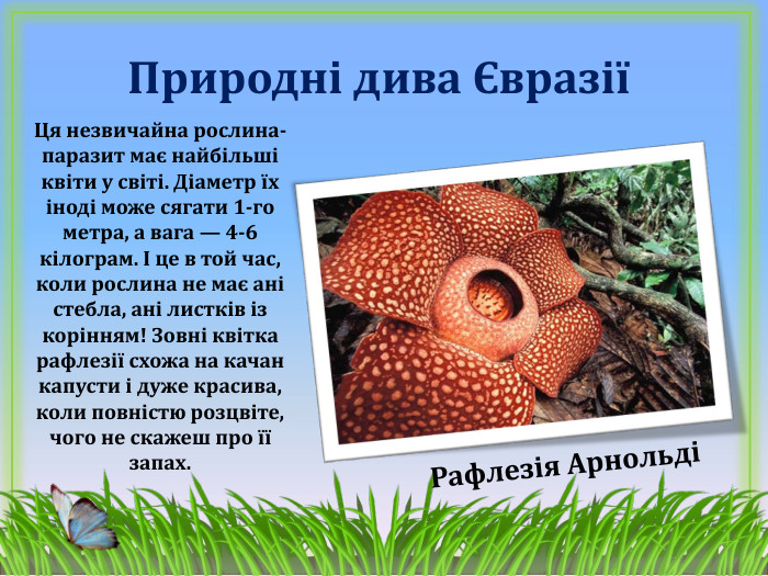 Природні дива ЄвразіїРафлезія АрнольдіЦя незвичайна рослина-паразит має найбільші квіти у світі. Діаметр їх іноді може сягати 1-го метра, а вага — 4-6 кілограм. І це в той час, коли рослина не має ані стебла, ані листків із корінням! Зовні квітка рафлезії схожа на качан капусти і дуже красива, коли повністю розцвіте, чого не скажеш про її запах.