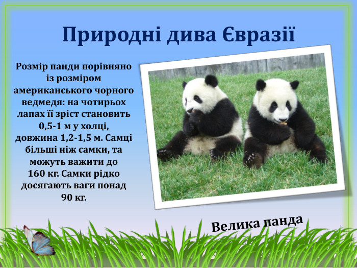 Природні дива ЄвразіїВелика панда. Розмір панди порівняно із розміром американського чорного ведмедя: на чотирьох лапах її зріст становить 0,5-1 м у холці, довжина 1,2-1,5 м. Самці більші ніж самки, та можуть важити до 160 кг. Самки рідко досягають ваги понад 90 кг.