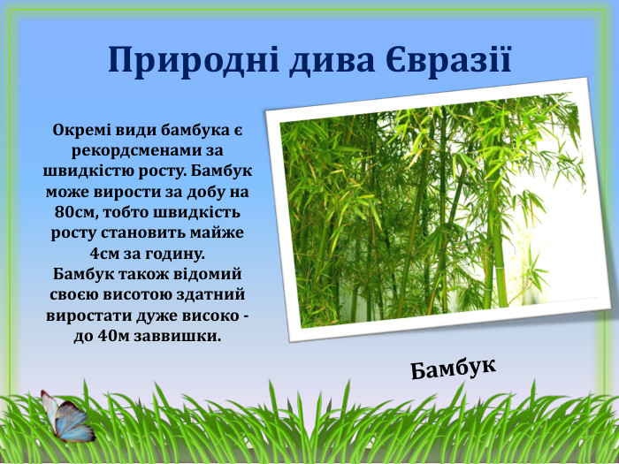 Природні дива ЄвразіїБамбук. Окремі види бамбука є рекордсменами за швидкістю росту. Бамбук може вирости за добу на 80см, тобто швидкість росту становить майже 4см за годину. Бамбук також відомий своєю висотою здатний виростати дуже високо - до 40м заввишки. 