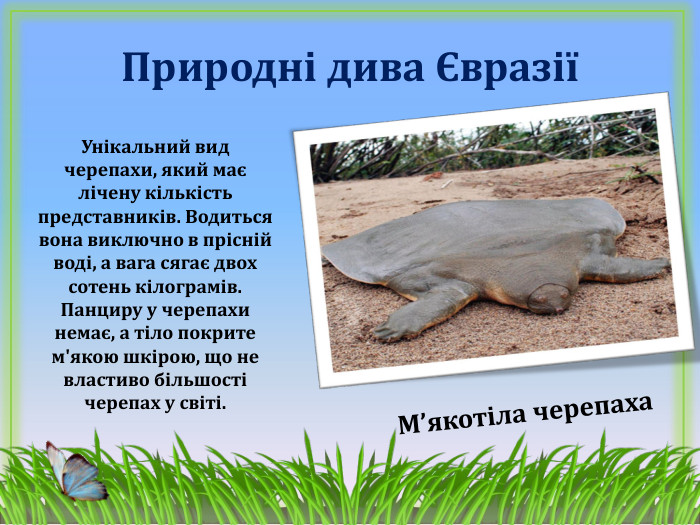 Природні дива ЄвразіїМ’якотіла черепаха. Унікальний вид черепахи, який має лічену кількість представників. Водиться вона виключно в прісній воді, а вага сягає двох сотень кілограмів. Панциру у черепахи немає, а тіло покрите м'якою шкірою, що не властиво більшості черепах у світі.