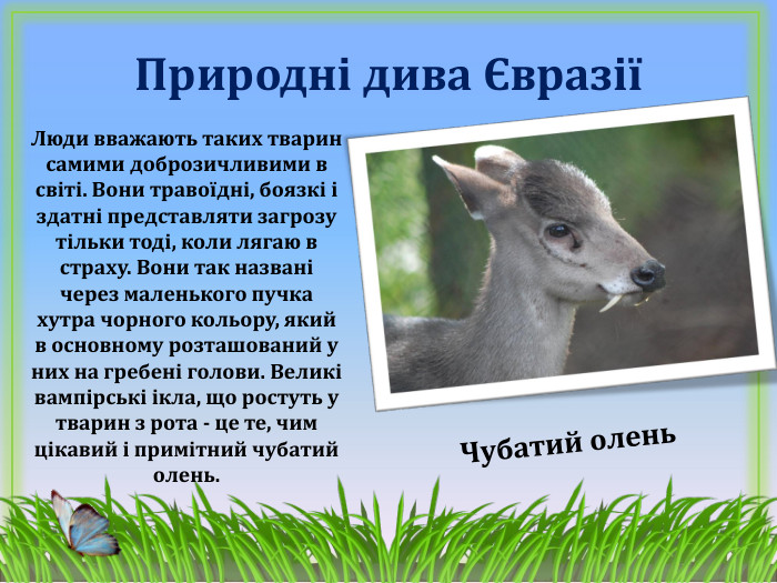 Природні дива ЄвразіїЧубатий олень. Люди вважають таких тварин самими доброзичливими в світі. Вони травоїдні, боязкі і здатні представляти загрозу тільки тоді, коли лягаю в страху. Вони так названі через маленького пучка хутра чорного кольору, який в основному розташований у них на гребені голови. Великі вампірські ікла, що ростуть у тварин з рота - це те, чим цікавий і примітний чубатий олень.