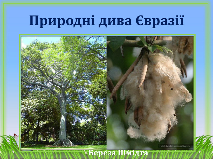 Природні дива ЄвразіїБереза Шмідта